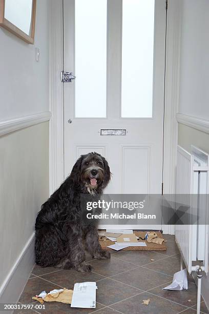 dog sitting by doormat covered in mail - funny dog eating stock pictures, royalty-free photos & images