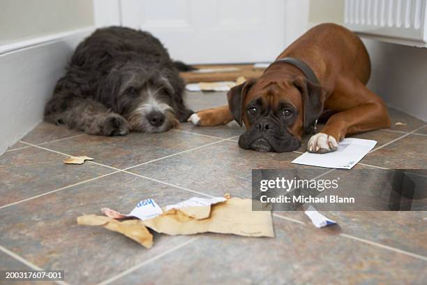 two dogs in hallway, one with paw on letter - naughty pet stock pictures, royalty-free photos & images