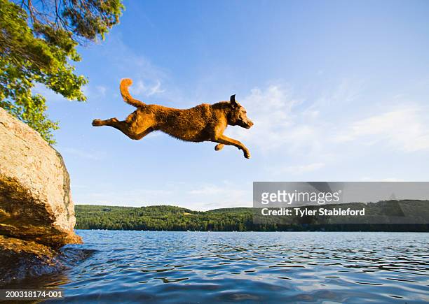 chesapeake bay retriever jumping into lake, side view, summer - leap day stock-fotos und bilder