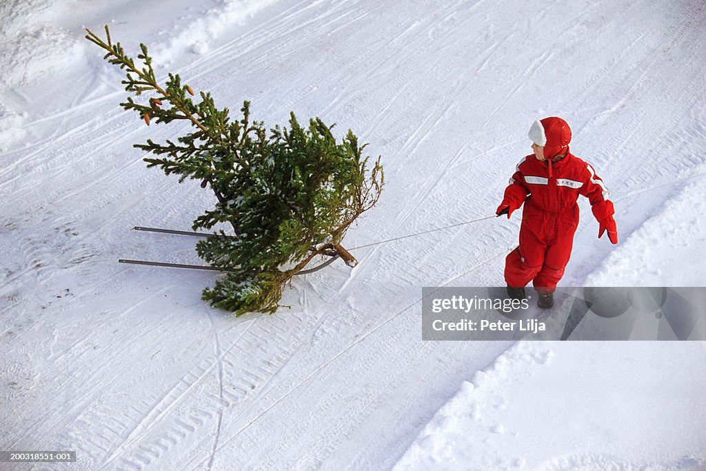 Girl (2-4) dragging pine tree (Pinus sp.) across snow
