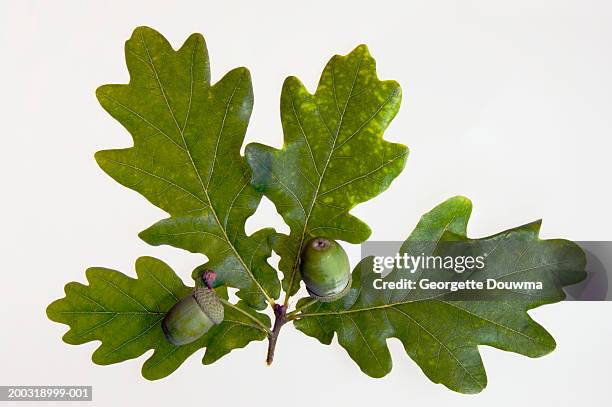 acorns on english oak leaves (quercus robus), close-up - oak leaf fotografías e imágenes de stock
