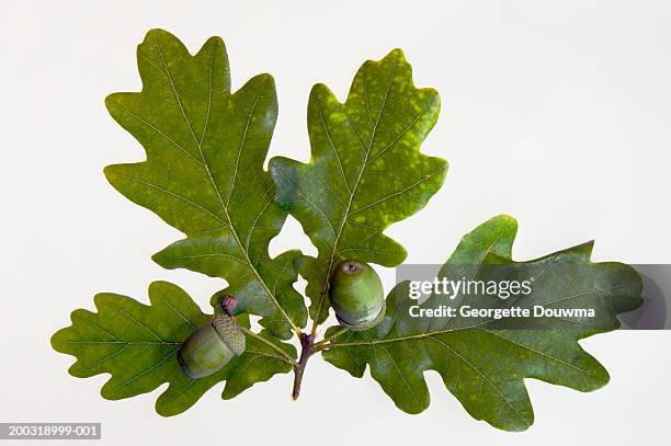 acorns on english oak leaves (quercus robus), close-up - english oak bildbanksfoton och bilder