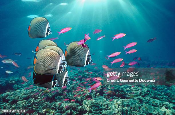 red-tailed butterflyfish (chaetodon collare) with purple anthias - tropischer fisch stock-fotos und bilder