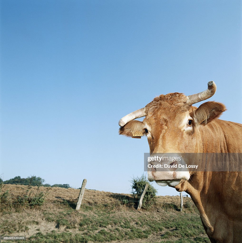 Cow standing in field, close-up