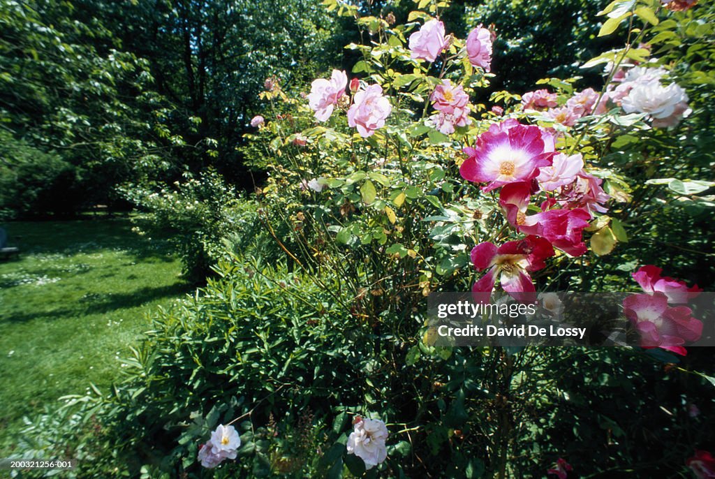 Rose plant, close-up