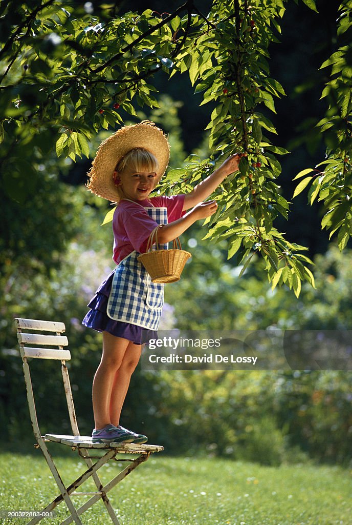 Girl (4-5) standing on chair, picking cherries from tree