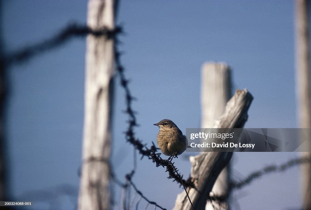 Bird perching on barbed wire fence
