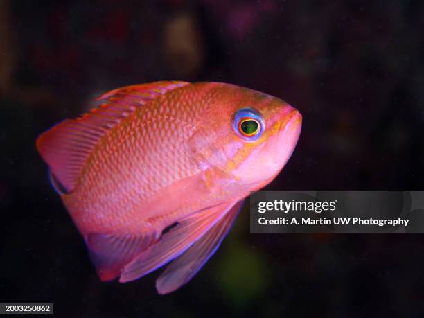 swallowtail seaperch (anthias anthias) - anthias fish stock pictures, royalty-free photos & images