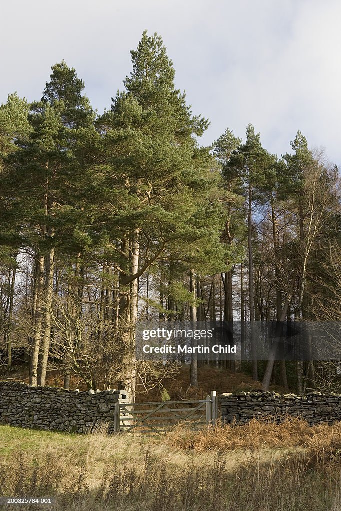 Gate in dry stone wall in front of forest edge