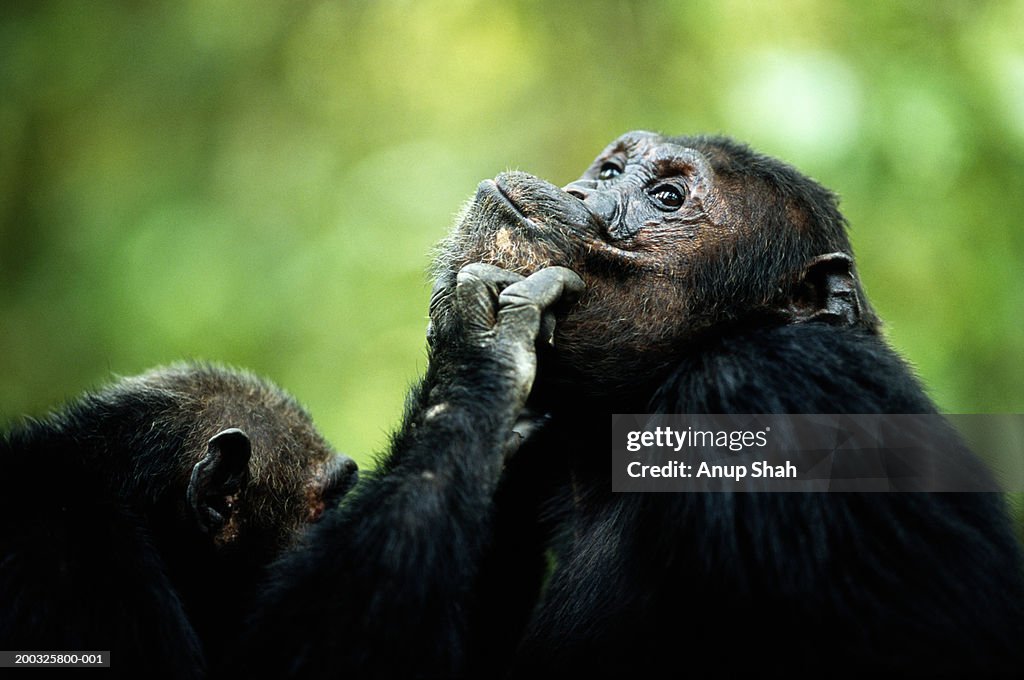 Common chimpanzees (Pan troglodytes) grooming