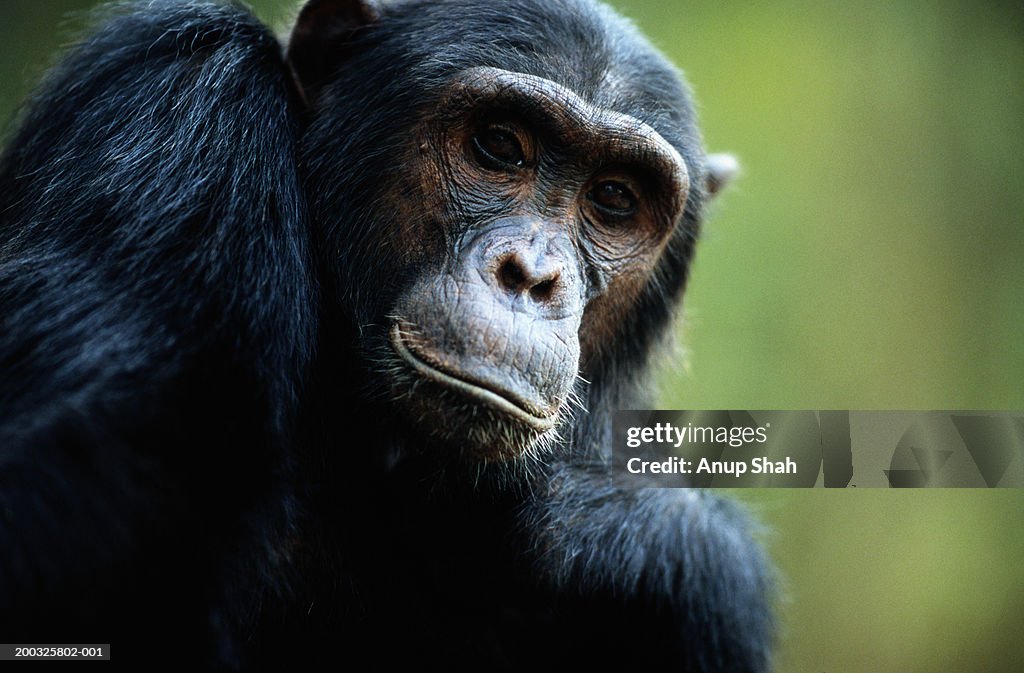 Common chimpanzee (Pan troglodytes), close-up