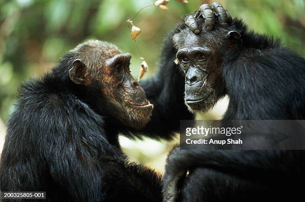 common chimpanzees (pan troglodytes) grooming, side view - chimpanzees imagens e fotografias de stock
