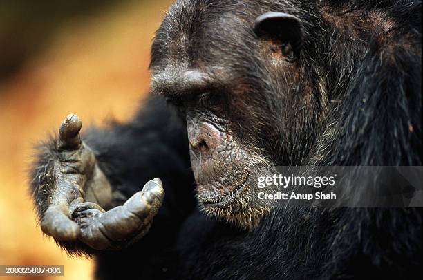 common chimpanzee (pan troglodytes) looking at hand, close-up - monkey see stock pictures, royalty-free photos & images