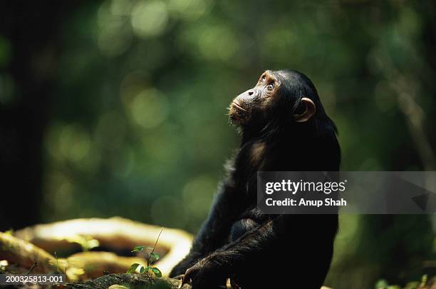 common chimpanzee (pan troglodytes) sitting outdoors - chimpanzees stock pictures, royalty-free photos & images
