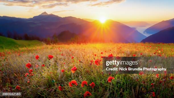 sunrise, tyrol. austria. - summer solstice stock pictures, royalty-free photos & images