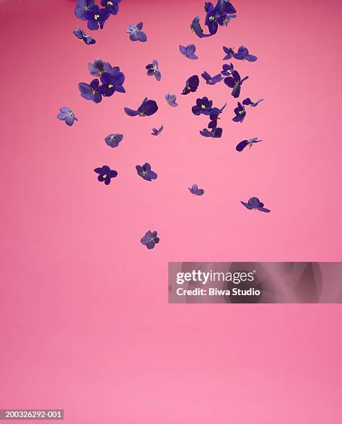 petals falling - bloemblaadje stockfoto's en -beelden