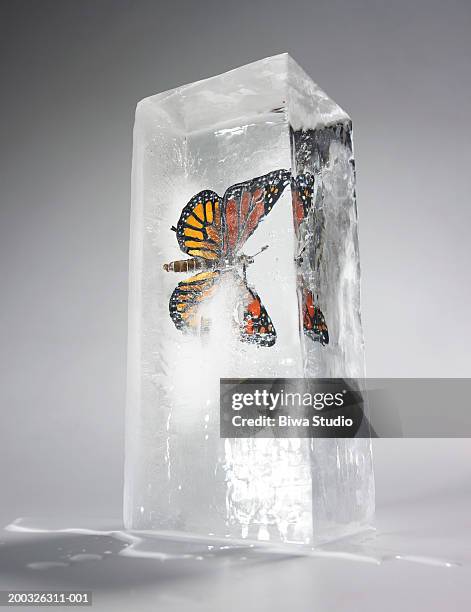butterfly encased in ice - animals in captivity stock-fotos und bilder