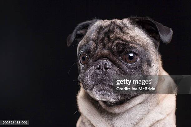 pug dog - joe pug stock pictures, royalty-free photos & images