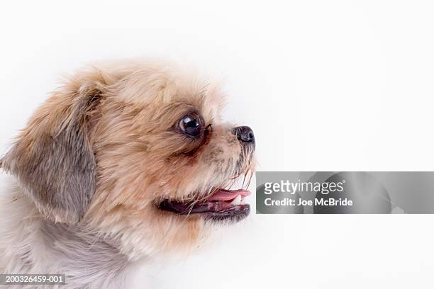 shih tzu, side view - shih tzu stock pictures, royalty-free photos & images