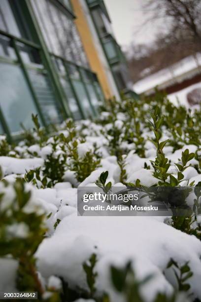 a serene view of fresh snow adorning green shrubs, with a building’s exterior in the backdrop, exuding calmness and the silent beauty of winter. - exuding stock pictures, royalty-free photos & images