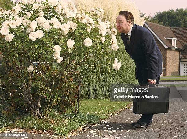 mature businessman bending over smelling rose bush - mittelstreifen stock-fotos und bilder
