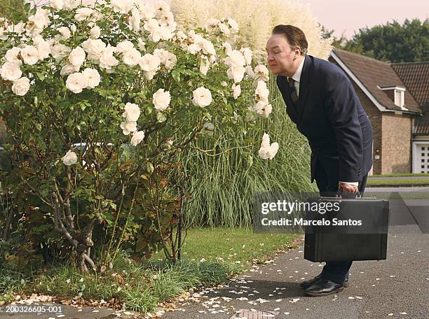 mature businessman bending over smelling rose bush - grass verge stock pictures, royalty-free photos & images