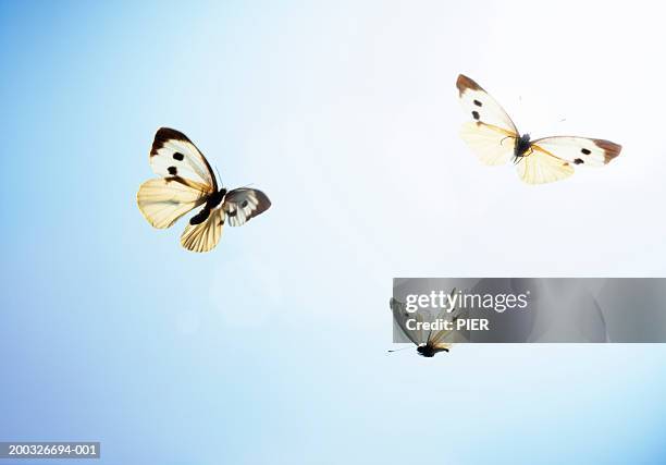 large white butterflies (pieris brassicae) in flight, low angle view - farfalle foto e immagini stock