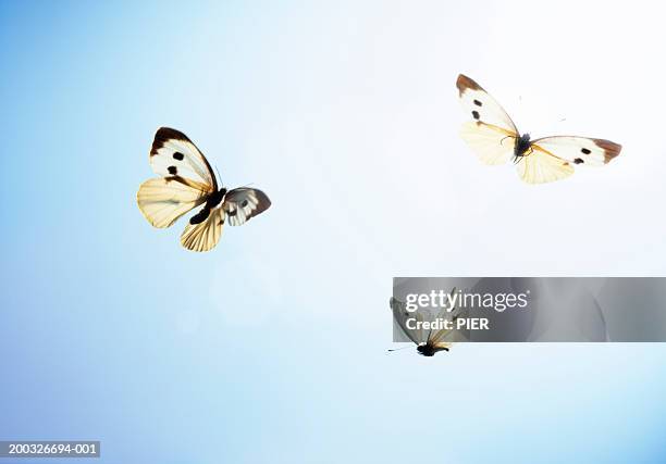 large white butterflies (pieris brassicae) in flight, low angle view - lepidoptera stock pictures, royalty-free photos & images