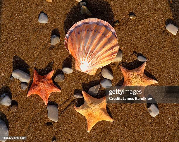 lion's paw scallop shell (lyropecten nodosus) and batstars - batstar stock pictures, royalty-free photos & images