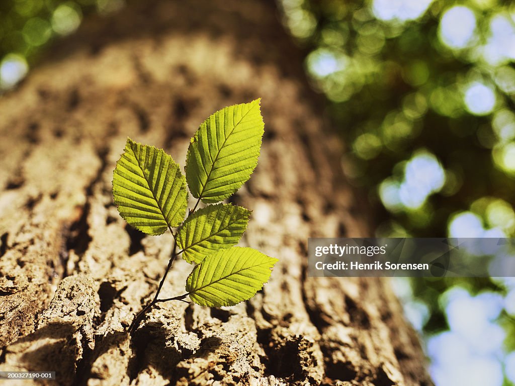 Beech leaves growing on tree trunk, close-up