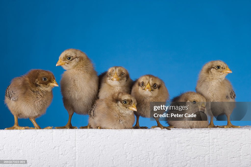 Seven chicks standing on white wall