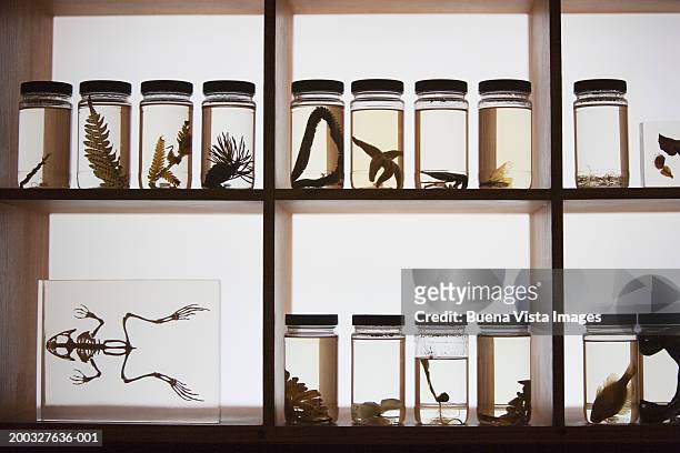 flora and fauna  specimens preserved in jars - sample holder stock pictures, royalty-free photos & images