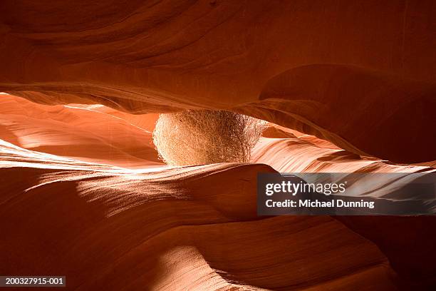 usa, arizona, antelope canyon, tumble weed between walls - tumble weed stock pictures, royalty-free photos & images