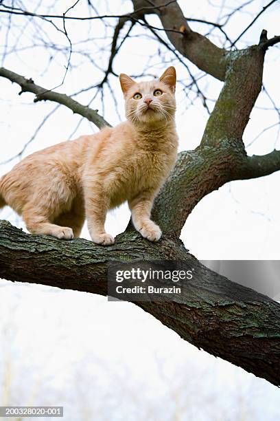 cat on tree limb, close-up, low angle view - bloccato foto e immagini stock