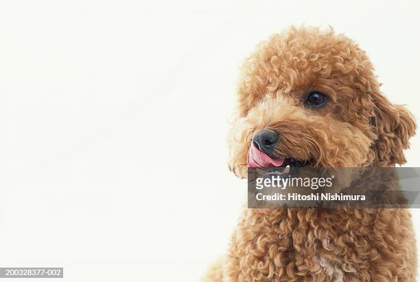 dog, close-up, looking away - miniature poodle fotografías e imágenes de stock