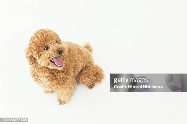 dog panting, close-up, elevated view - miniature poodle fotografías e imágenes de stock