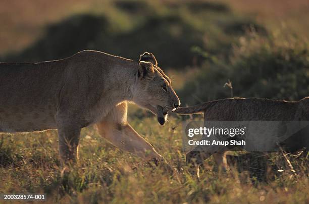 lioness (panthera leo) biting cubs tail on savannah, kenya - lion cub stock-fotos und bilder