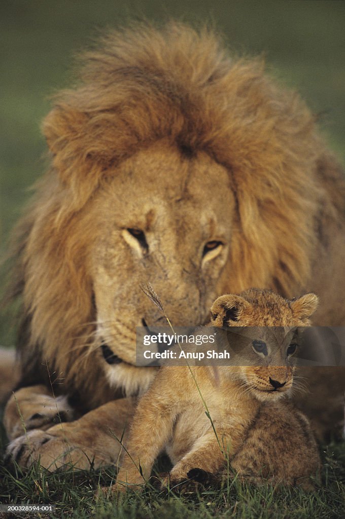Male lion (Panthera leo) with cub, Masai Mara National Reserve, Kenya