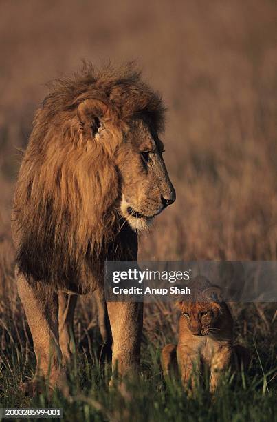 male lion (panthera leo) with cub, masai mara national reserve, kenya - cub stock pictures, royalty-free photos & images