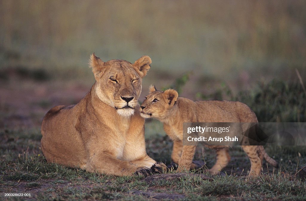 Lioness (Panthera leo) with cub, on grass savannah, Kenya