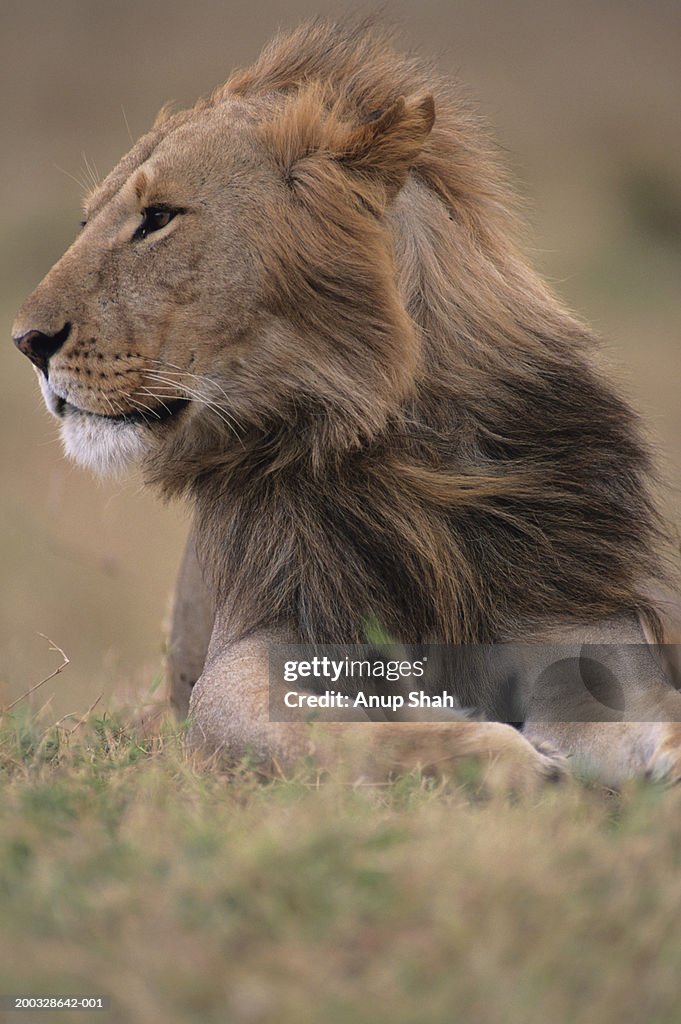 Male lion (Panthera leo) lying on grass savannah, Kenya