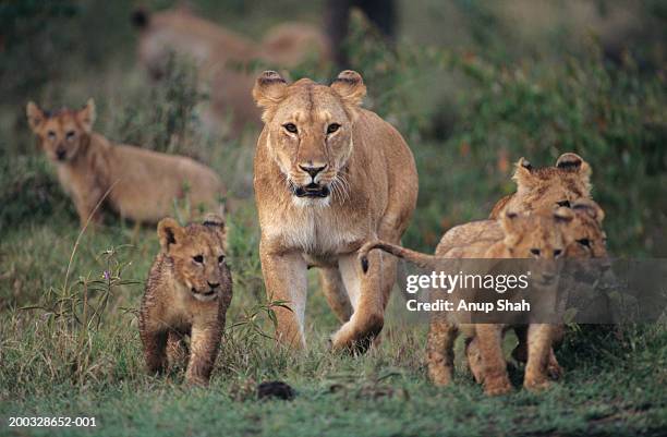 lioness (panthera leo) with four cubs, kenya - hyena bildbanksfoton och bilder
