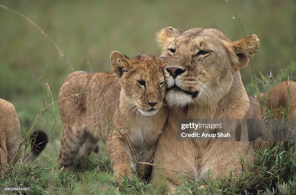 Lioness (Panthera leo) with cubs lying on grass, Kenya