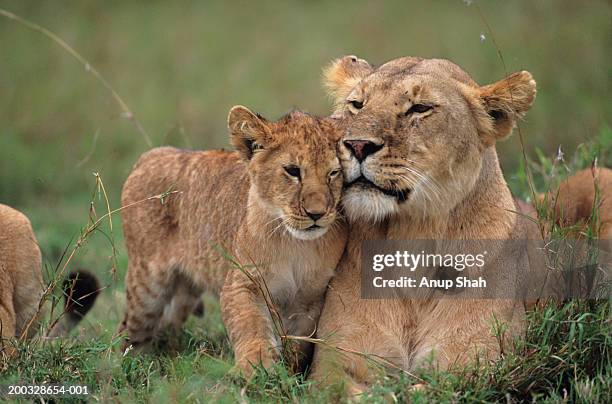 lioness (panthera leo) with cubs lying on grass, kenya - young animal 個照片及圖片檔