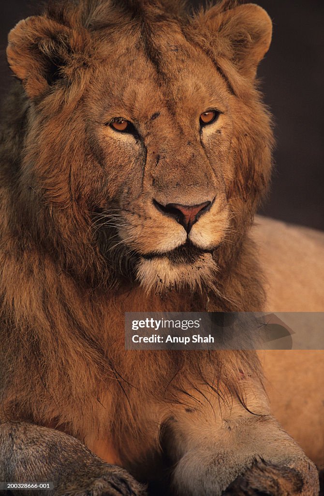 Lion (Panthera leo) resting, Masai Mara National Reserve, Kenya