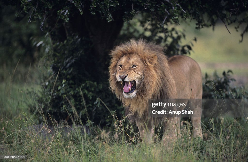 Lion (Panthera leo) snarling, Masai Mara National Reserve, Kenya