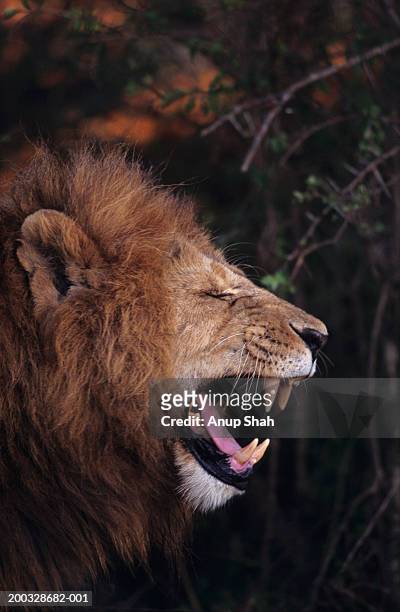 lion (panthera leo) yawning, masai mara national reserve, kenya - national wildlife reserve stockfoto's en -beelden