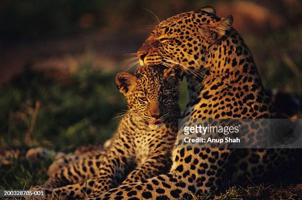 leopard mother and cub (panthera pardus), resting in grass, kenya - female animal stock pictures, royalty-free photos & images