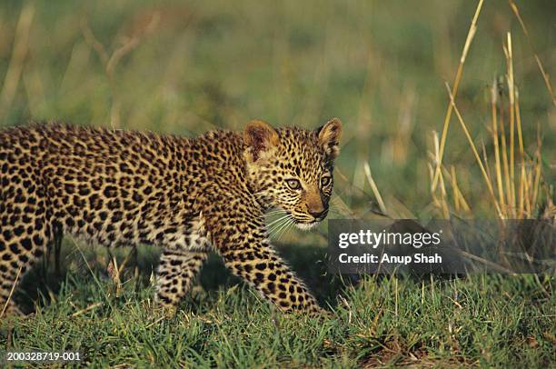 leopard cub (panthera pardus), walking in grass, kenya - leopard cub stock pictures, royalty-free photos & images