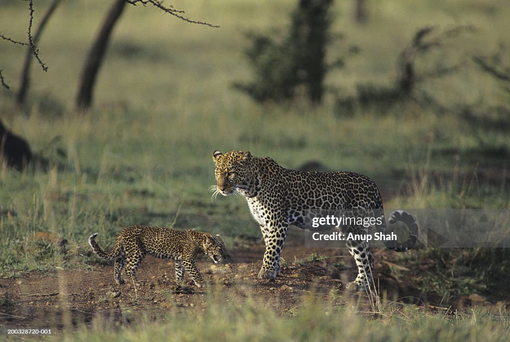 Leopard mother and cub (Panthera pardus), standing on savannah, Kenya